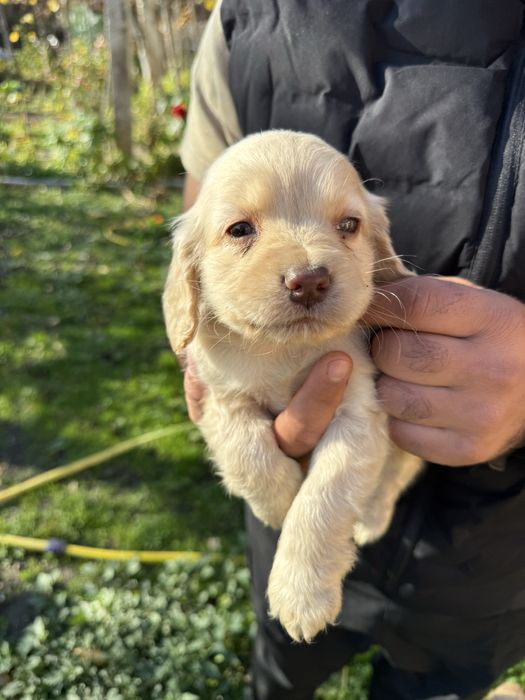 Кокерчета с първа ваксина обезпаразитени вътрешно.