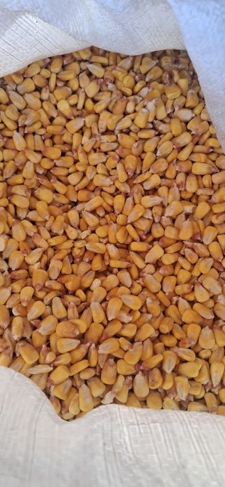 Vând porumb producție 2024!