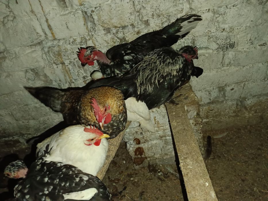 Vând cocoși pitici sau pereche