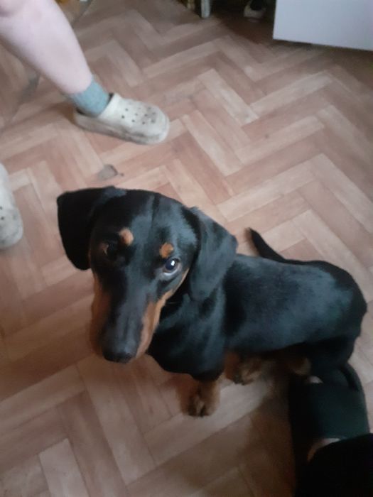 Такса продам срочно