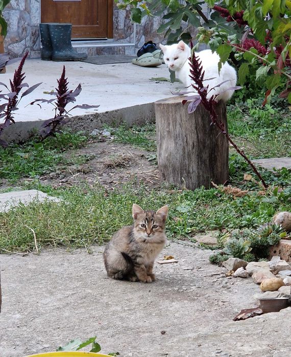 Подарявам котенца