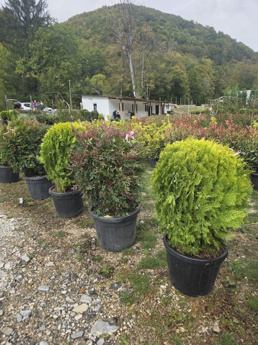 Vand plante ornamentale