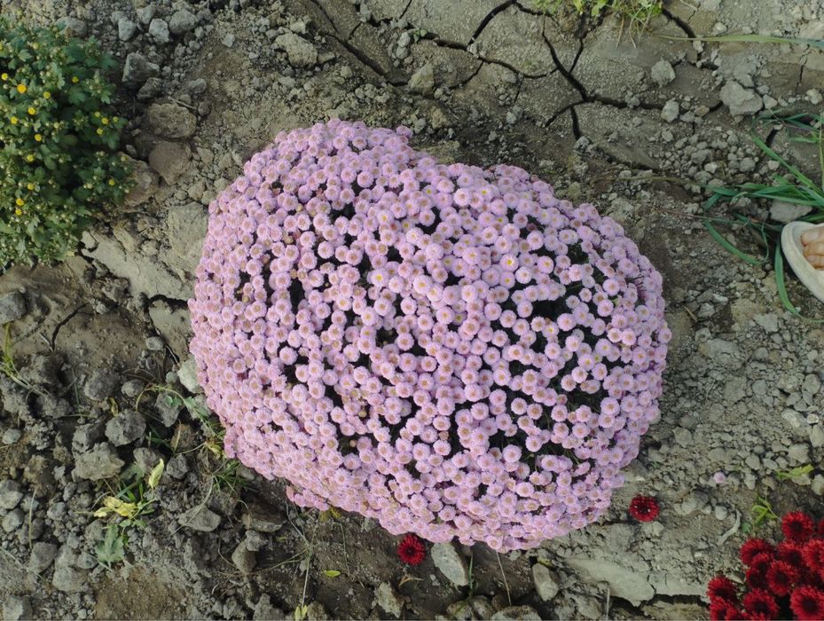 Xrizantema globus. Gullar.