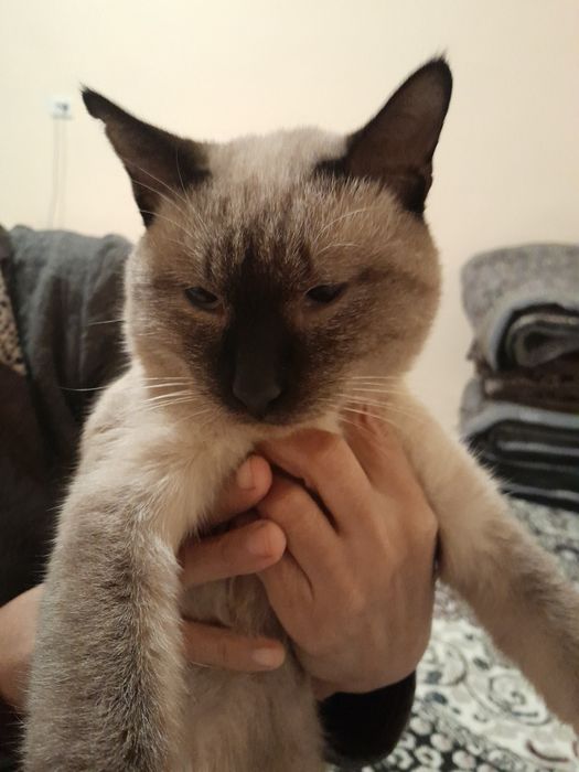 Uy mushugi toza zo'r