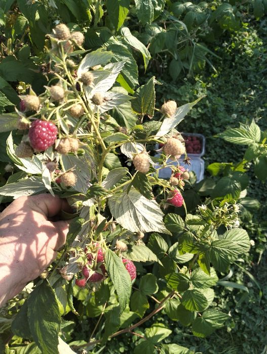 Zmeură congelata la lădiță de 3, 5 kg