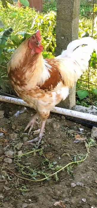 Cocoși de rasă de vânzare