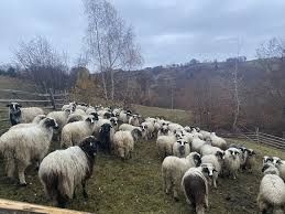Vând oi de calitate
