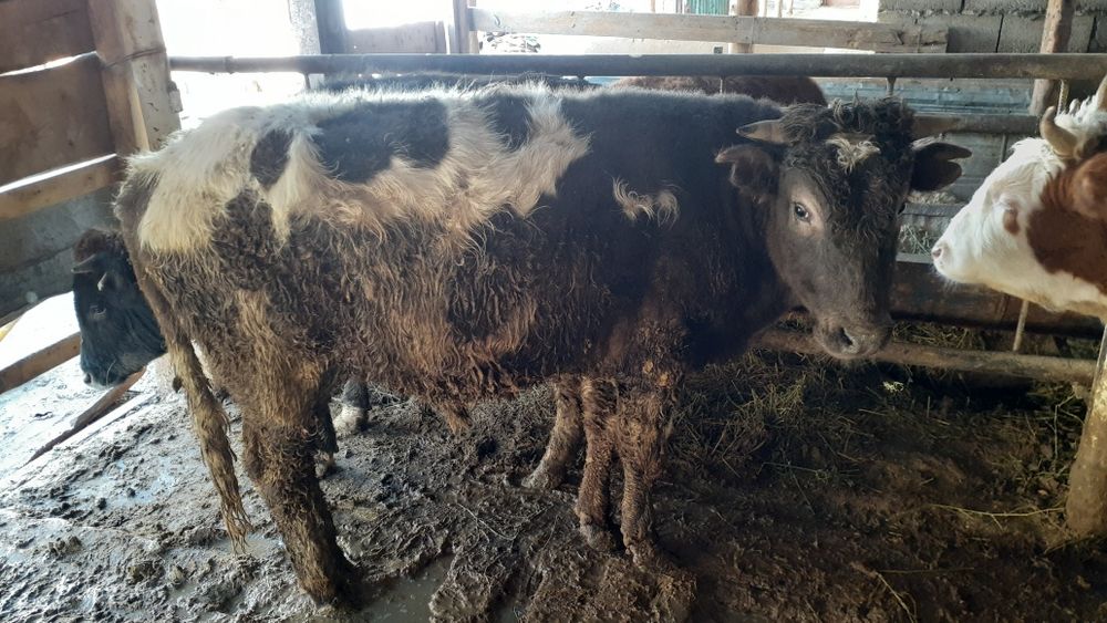 Бордақы сиырлар баспақтар