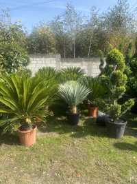 Plante ornamentale și multe altele