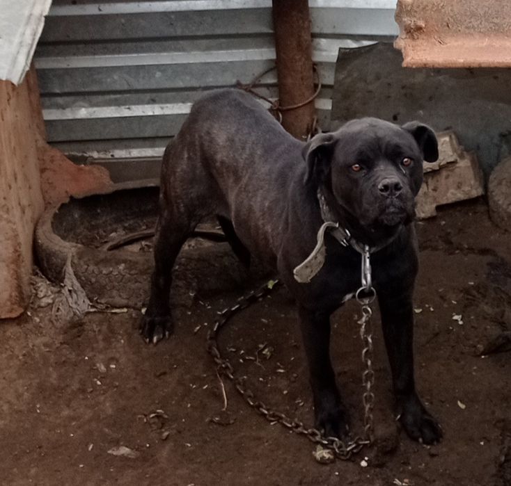 Собака_нужна помощь