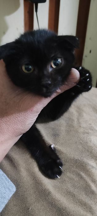 Котята добрые руки