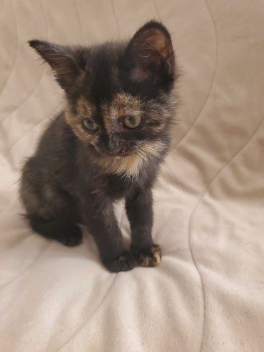 Домашна женска котка сцвят на костенурка  на 2 месеца, търси дом