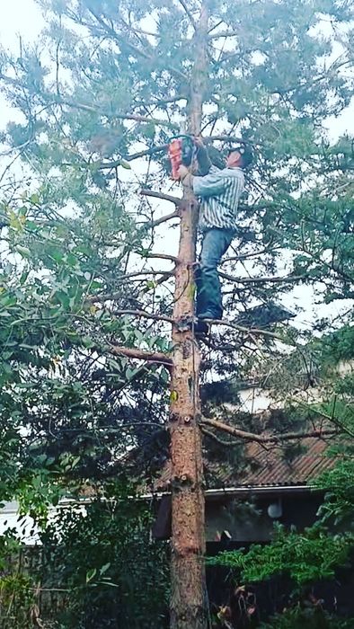 Дарахт кесиш хизмати спилим дерево обрезка