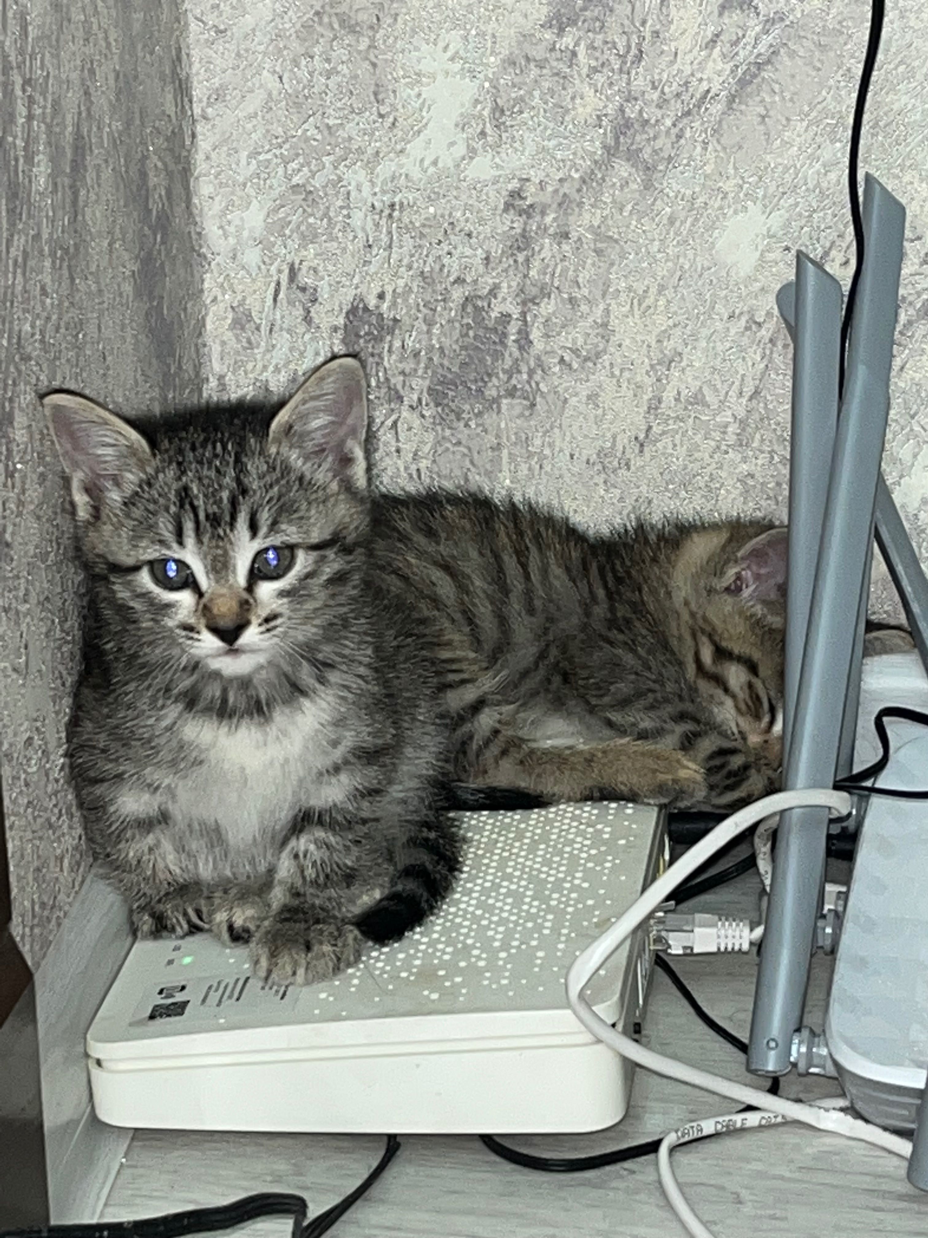Котята здоровые, игривые, приучены к лотку и когтеточке.