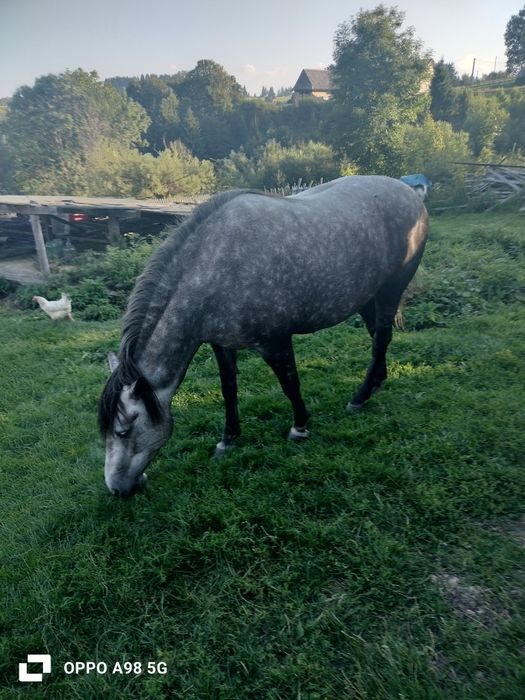 Iapă de vânzare.