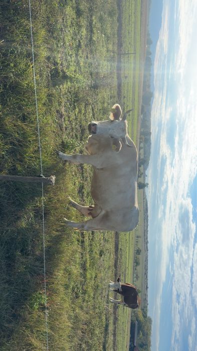 Vand vaca de 6 ani de tinut