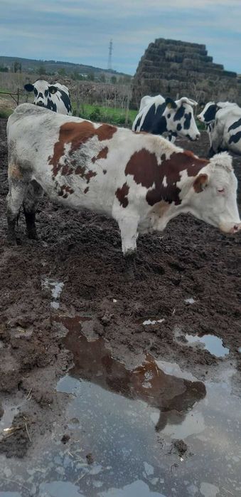 Продавам крави за клане