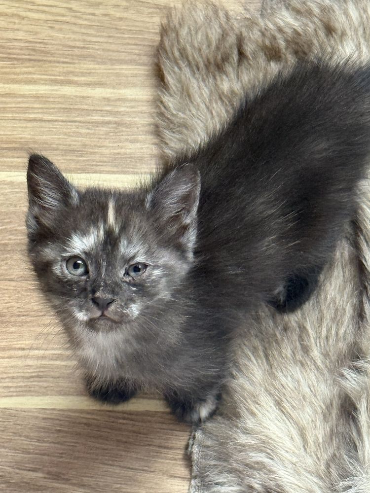Котята , мальчики и одна девочка…