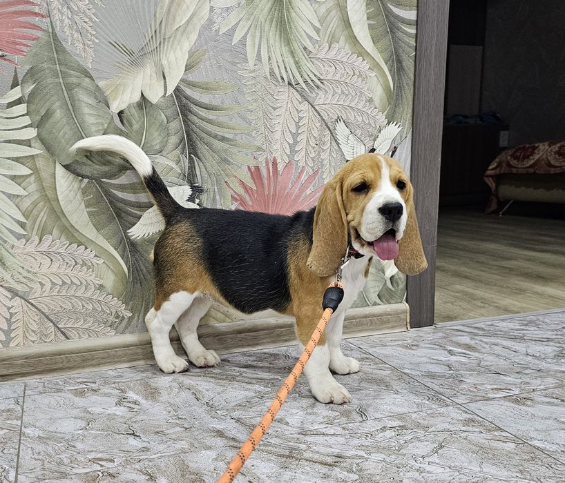 Породистая девочка бигля