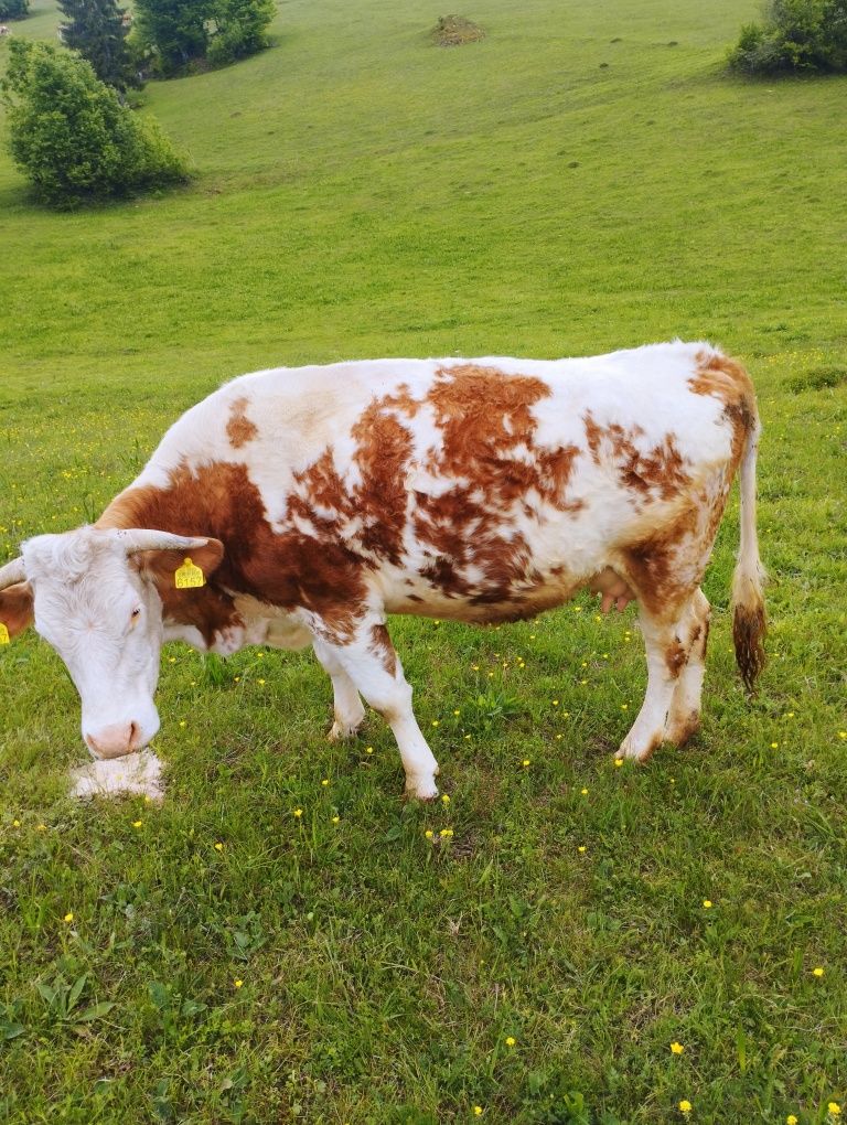 Vaca tânără  de 4 ani