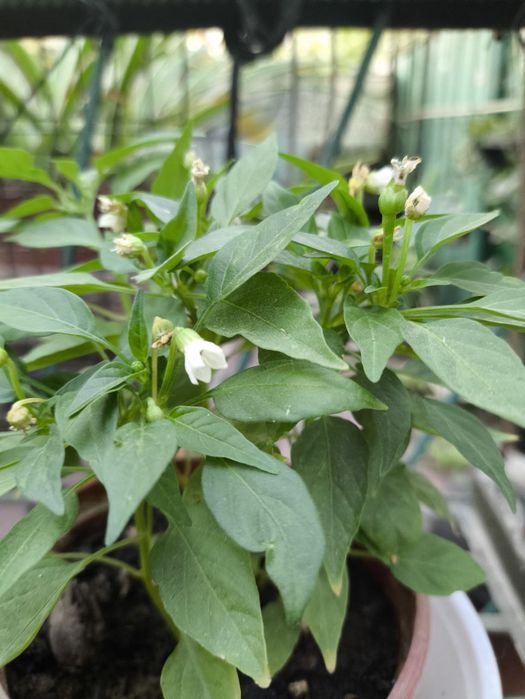 Перчики в горшках