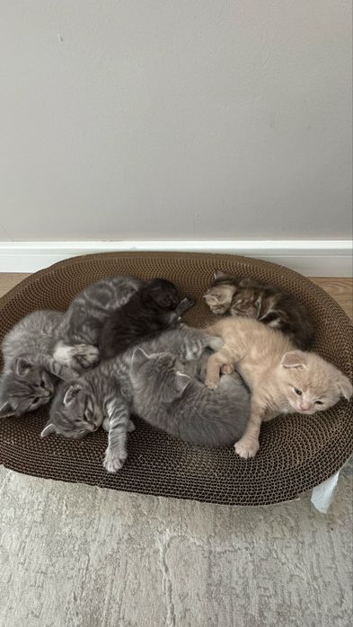 Продаются 7 красивых котят  (Алматы)