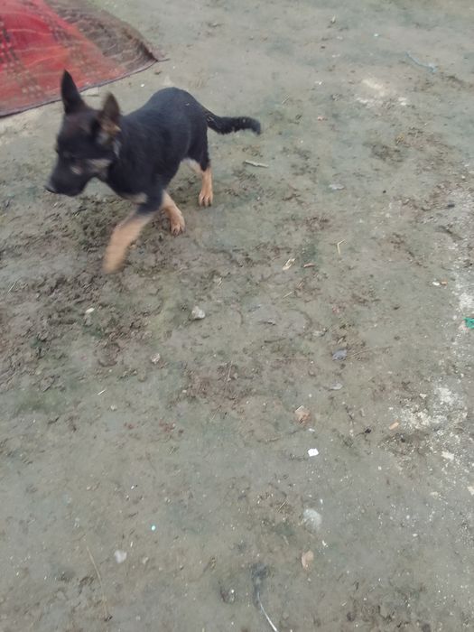 Catei  ciobanesc german cu 3 vacinuri facute si carnete