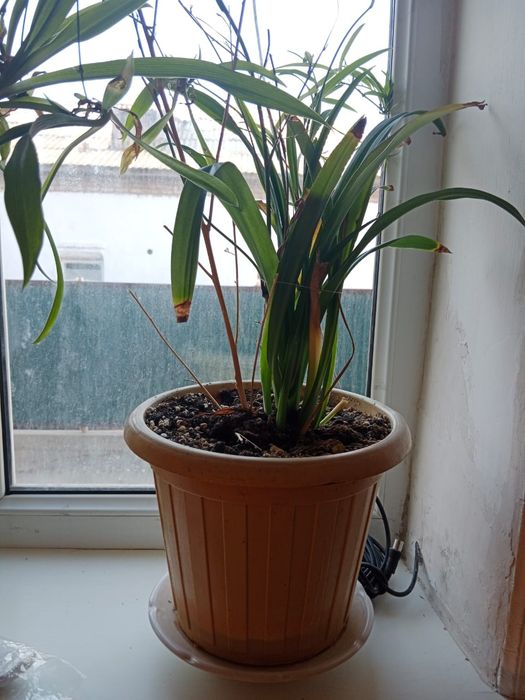 Комнатные растения