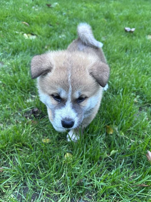 Кученца Акита Ину