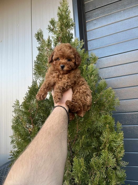 Той пудел мъжки и женски