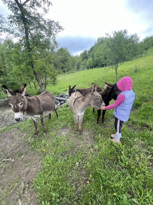 Vand lapte de magarita