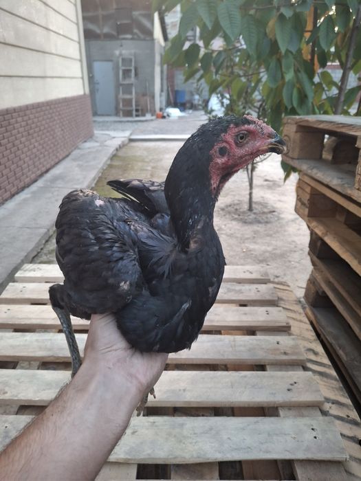 Продам даканов  два питуха