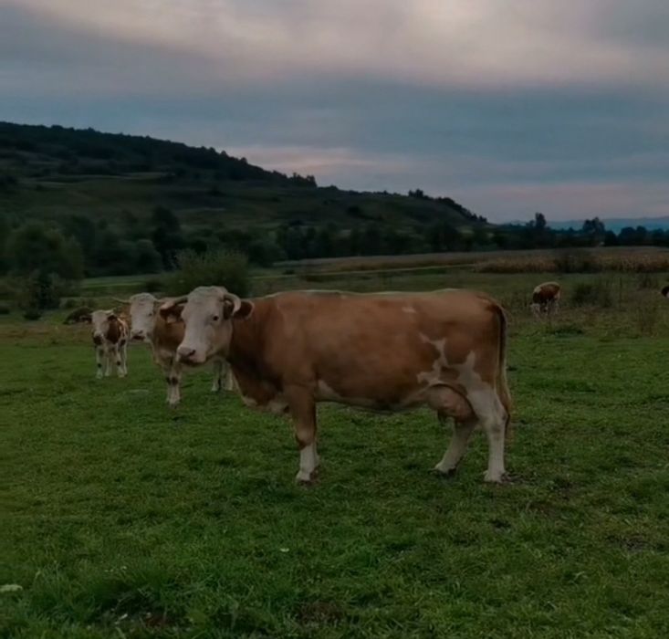 Vacă bălțată de vânzare