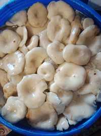 Продам грибы солёные
