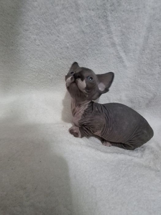 Шикарный мальчик бомбино