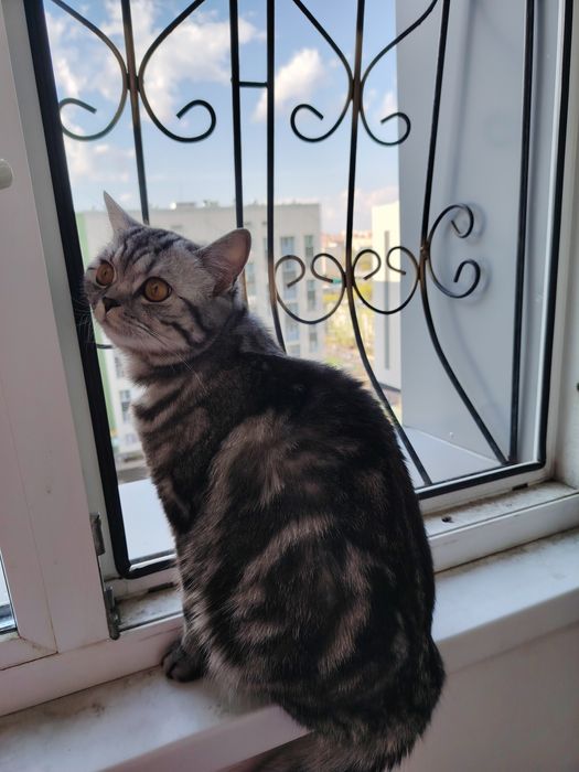 Отдам кошку британка 1 год 6 месяцев за шоколадку