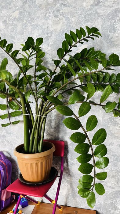 Долларовое дерево Замиокулькас