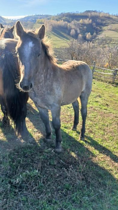 Vând  trei mânzi semi-grei