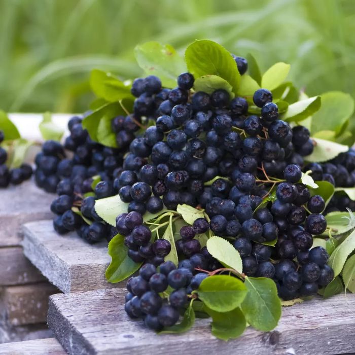 Siropuri Natural Presate la Rece: Cătină, Aronia, Coacăze negre, Afine
