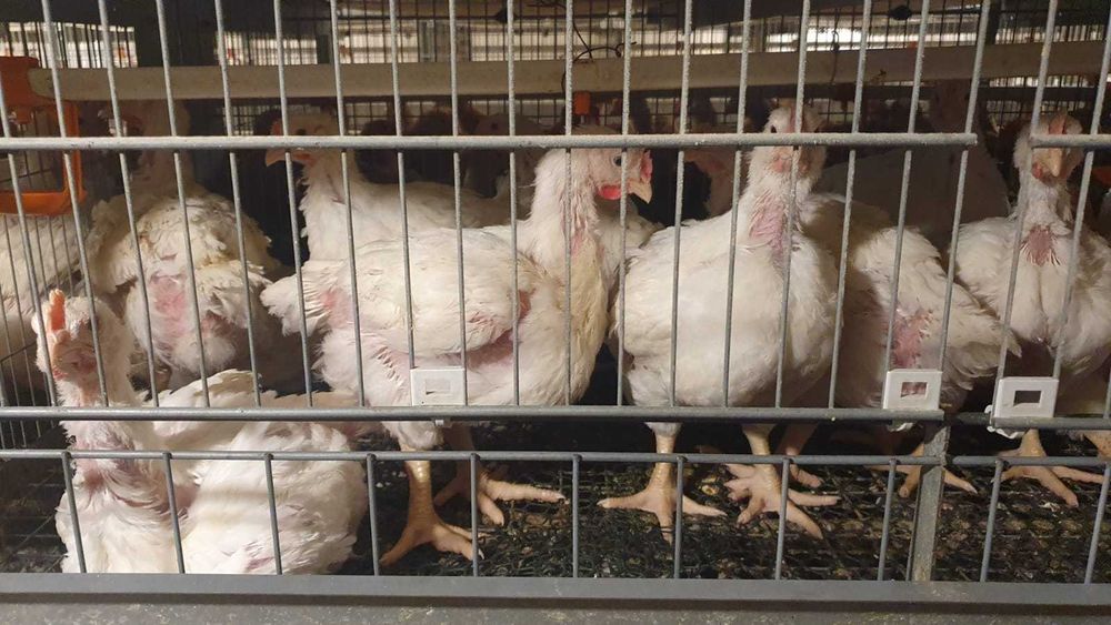 Vand gaini rosii, pui colorati, pui carne