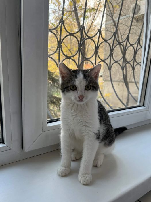 Котенок 4 месяца