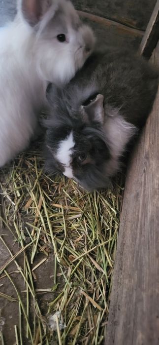 Iepuri cap de leu pitic