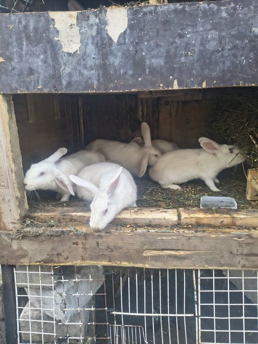 Vând 4 iepuroaice și un iepuroi