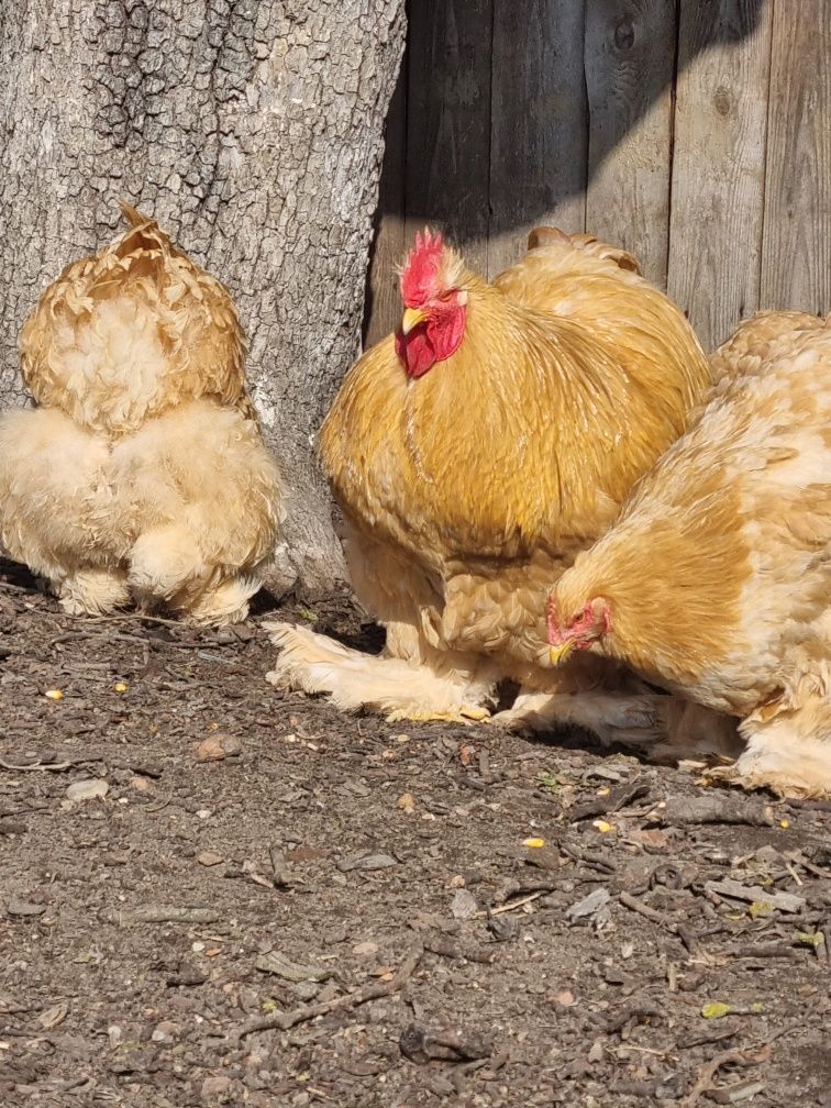 Oua pentru incubat de rață Pekin si gaina Conchincina