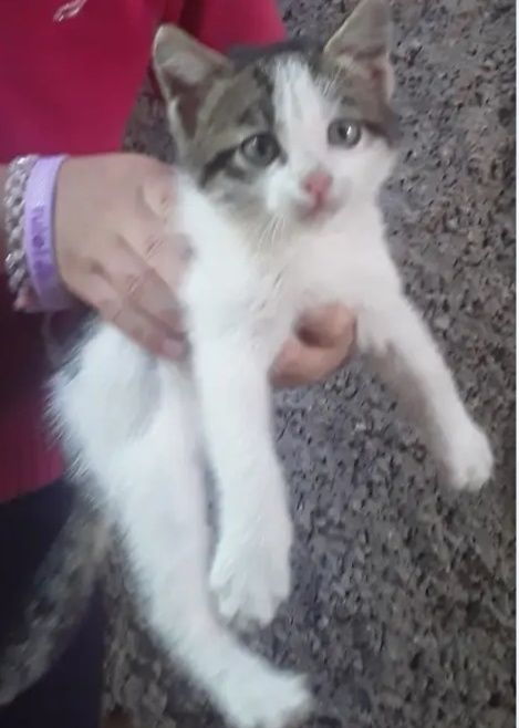 Потерялся котёнок