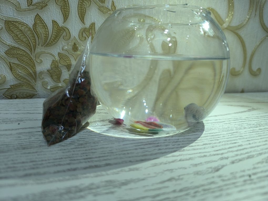 Маленькие рыбки и аквариум мини