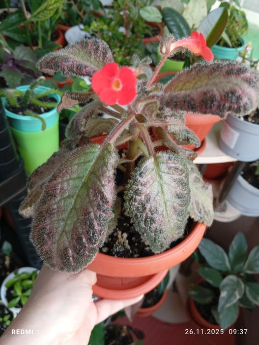 Продам цветы комнатные