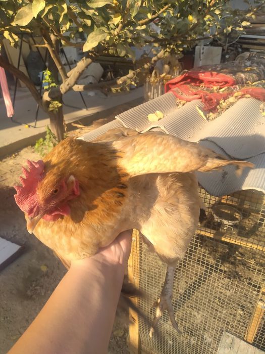 Tovuq sotoladi 2 dona hashaki tuhumga Kirgan