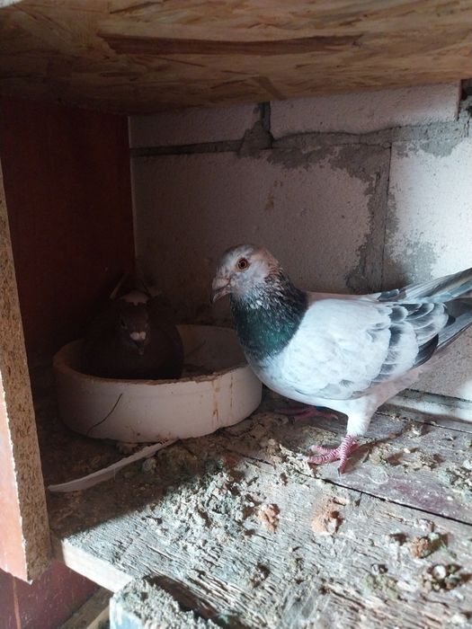 Porumbei voiajori  pui nezburati și maturi