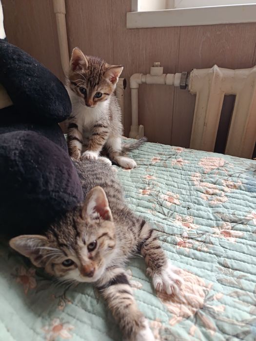 Котята в добрые ответственные руки